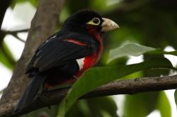 爱游戏官网-意甲焦点战之夜，赖斯成为全场焦点